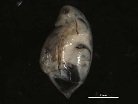 Image of Daphnia (Daphnia) dentifera Forbes 1893