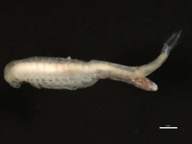 Image of Branchinectidae