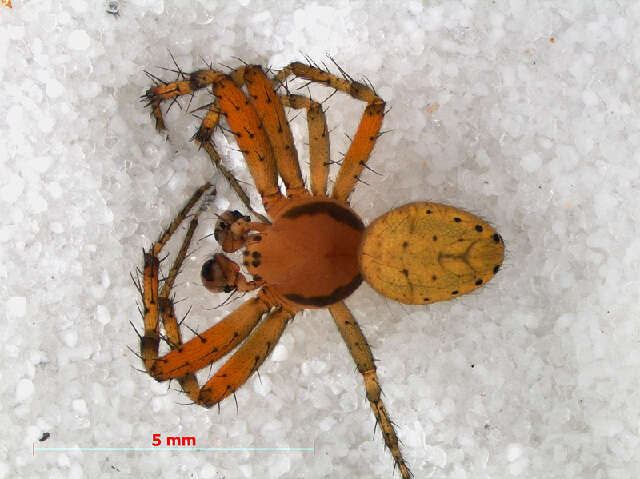 Image of Cucumber green spider