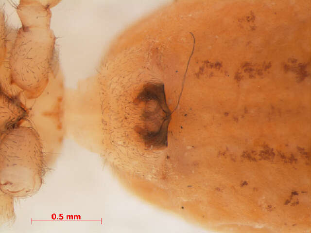 Clubiona comta C. L. Koch 1839 resmi