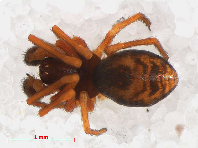 Image of Dictyna uncinata Thorell 1856