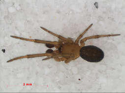 Image of Enoplognatha thoracica (Hahn 1833)