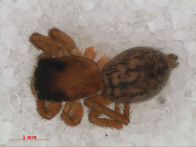 Image of White-Palped Jumping Spider