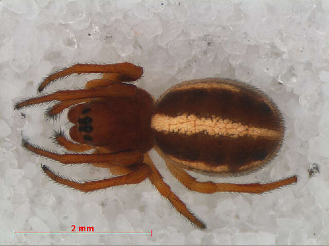 Image of Hypsosinga sanguinea (C. L. Koch 1844)