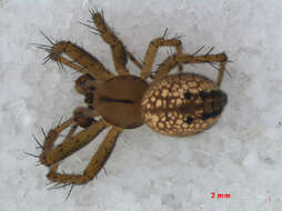 Image of Mangora acalypha (Walckenaer 1802)