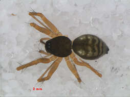 Image of Tenuiphantes flavipes (Blackwall 1854)