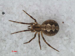 Image of Theridion uhligi Martin 1974