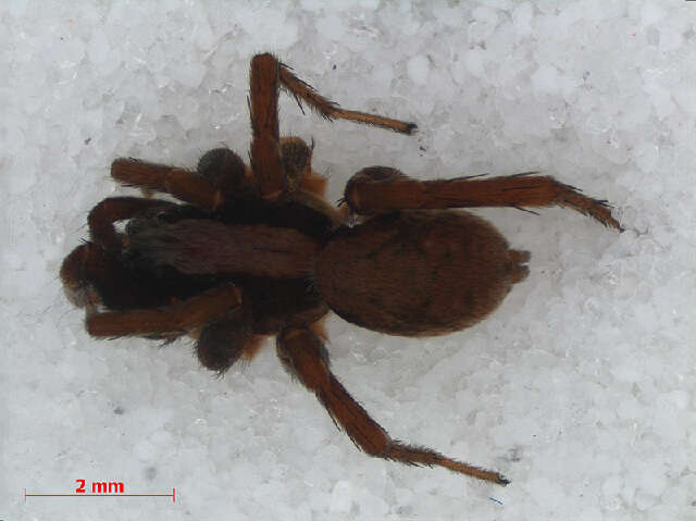 Image of Burnt wolf spider