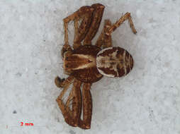 Image of common crab spider