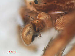 Image of common crab spider