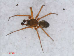 Image of Dwarf weaver