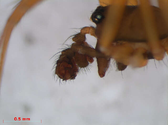 Image of Dwarf weaver