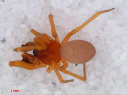 Gonatium rubens (Blackwall 1833)的图像