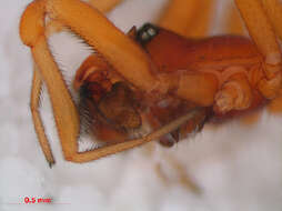 Gonatium rubens (Blackwall 1833)的图像