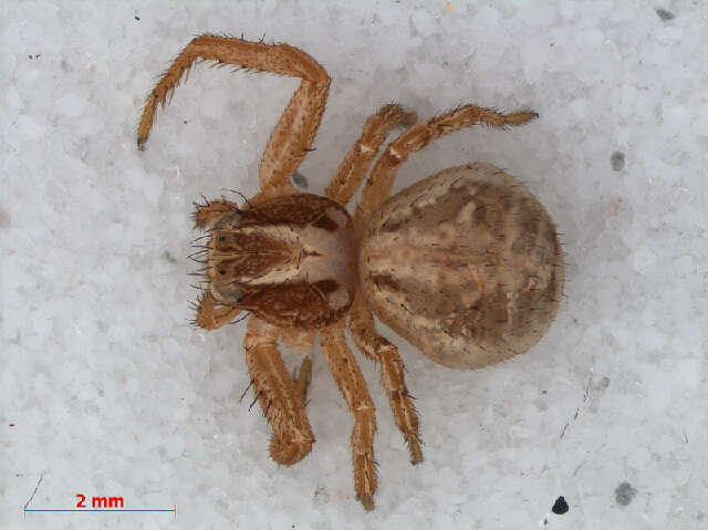 Image of common crab spider