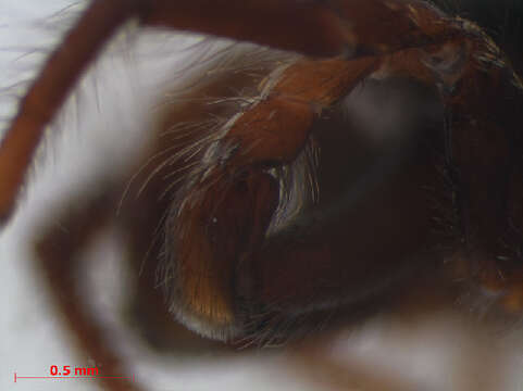 Image of Zebra spider