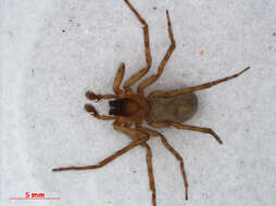 Image of Lace webbed spider