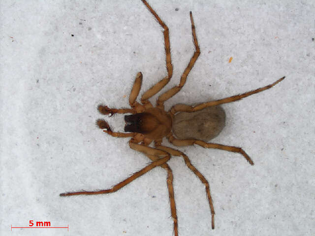 Image of Lace webbed spider