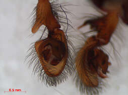 Image of Lace webbed spider