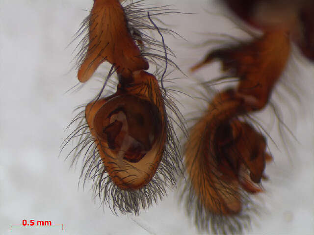 Image of Lace webbed spider