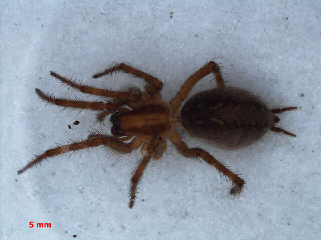 Image of Agelena labyrinthica (Clerck 1757)