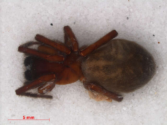 Image of Black lace-weaver