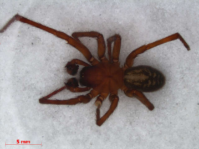 Image of Black lace-weaver