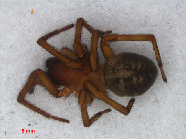 Image of Black lace-weaver