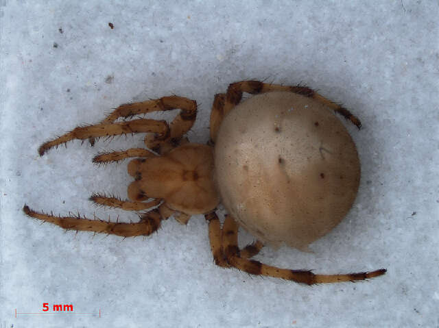 Image of Araneus quadratus Clerck 1757