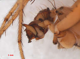 Image of Araneus quadratus Clerck 1757