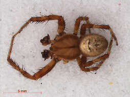 Image of Araneus quadratus Clerck 1757