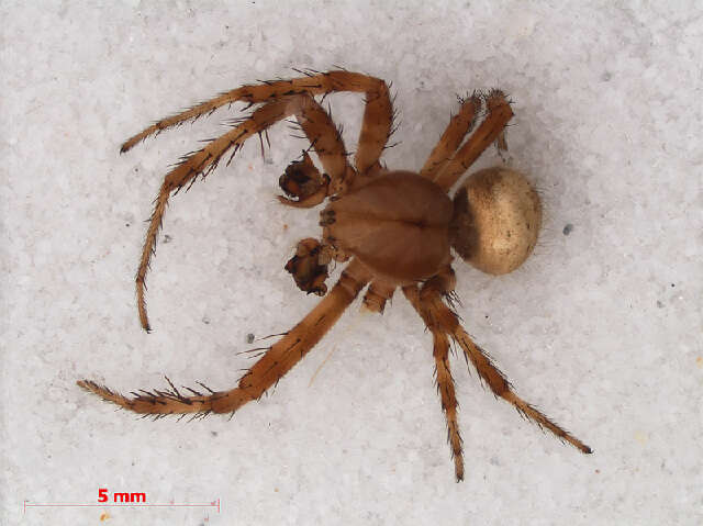 Image of Araneus quadratus Clerck 1757