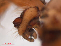 Image of Araneus quadratus Clerck 1757