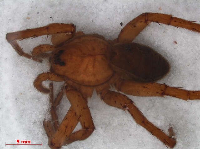 Plancia ëd Dolomedes plantarius (Clerck 1757)