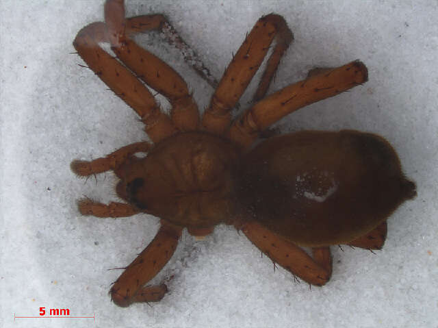 Plancia ëd Dolomedes plantarius (Clerck 1757)