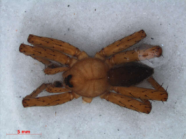 Plancia ëd Dolomedes plantarius (Clerck 1757)