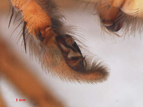 Image of Fen raft spider