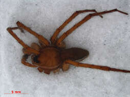 Plancia ëd Dolomedes plantarius (Clerck 1757)