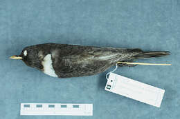 Image of Ring Ouzel