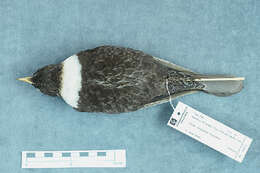 Image of Ring Ouzel