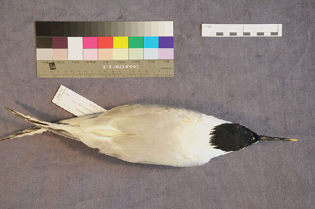 Image of Sandwich Tern