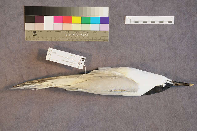 Image of Sandwich Tern