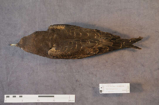 Image of Arctic Skua