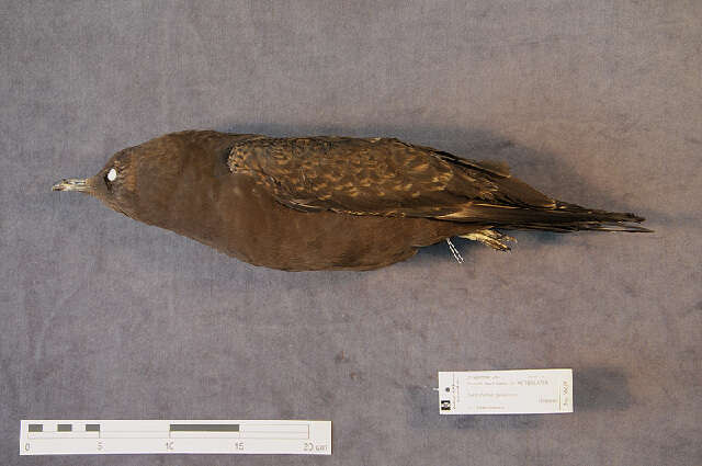 Image of Arctic Skua