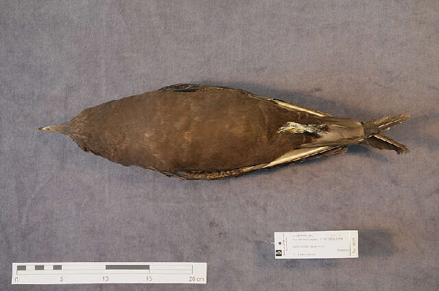 Image of Arctic Skua