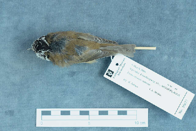 Image of Lophophanes Kaup 1829