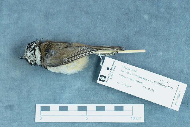 Image of Lophophanes Kaup 1829