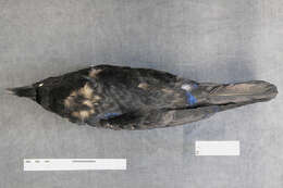 Image of Northern Raven