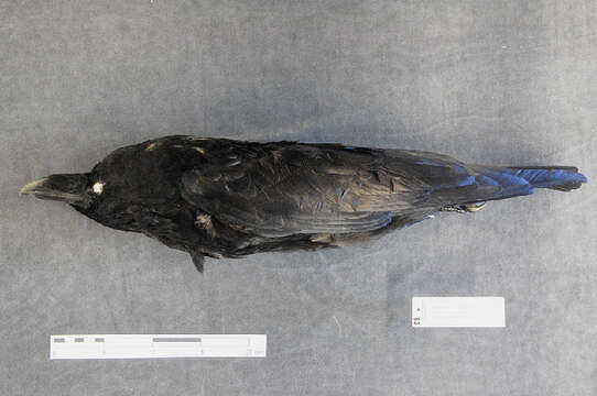 Plancia ëd Corvus corax Linnaeus 1758