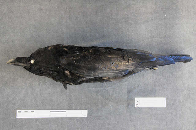 Image of Northern Raven